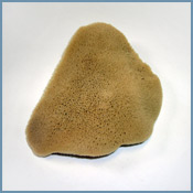 silk sponge